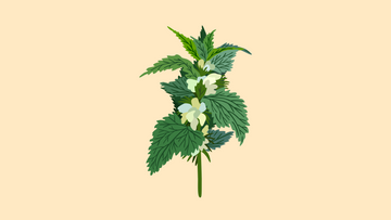 L’ortie : la plante détox qui affine la silhouette