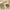 Verveine